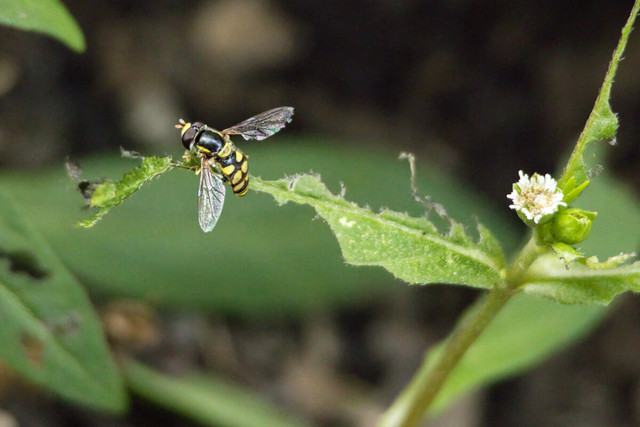 bee.jpg