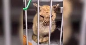Rescued Texas Tomcat Overcomes Hardship to Become Beloved Companion