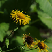 DSC5504