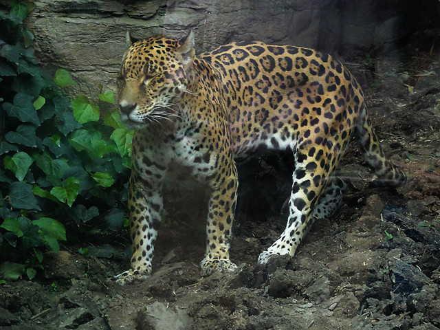 Jaguar