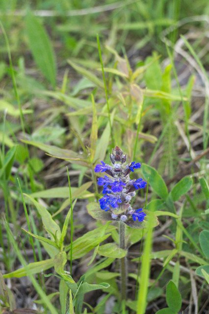 DSC3500.jpg