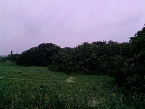 mango-grove-3.jpg