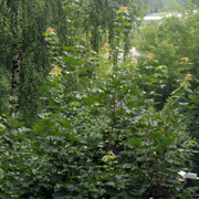 DSC5405-result
