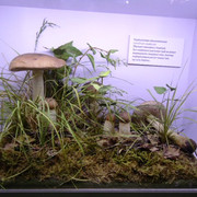 DSC00394