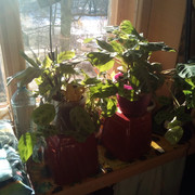 IMG-20220401-085748