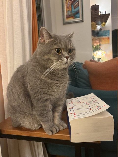 kedi ve kitap kutsalı