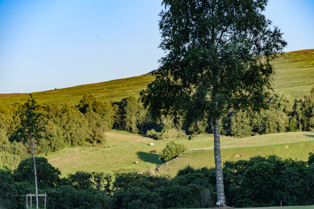 DSF6620.jpg
