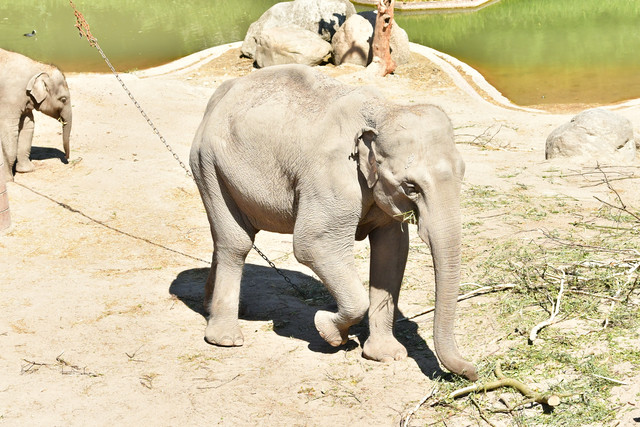 Elephants at Copenhagen Zoo