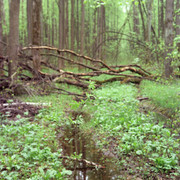 01 Kodak Vision 250D008