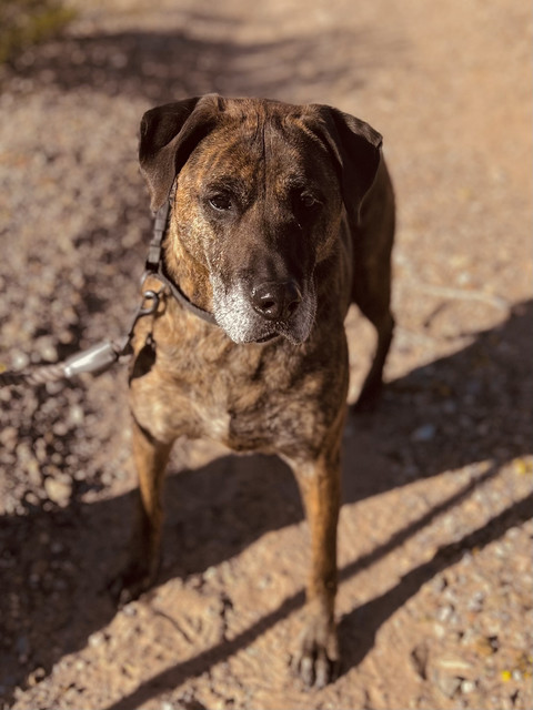 Quincy while on a sunrise trail hike.