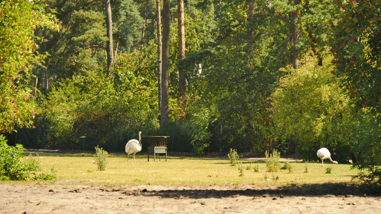 Serengeti-Park / Серенгети-Парк и кусочек Касселя