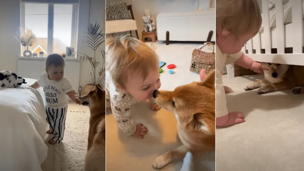 Beloved Shiba Inu Stands by Baby's Side, Captivating Hearts Online