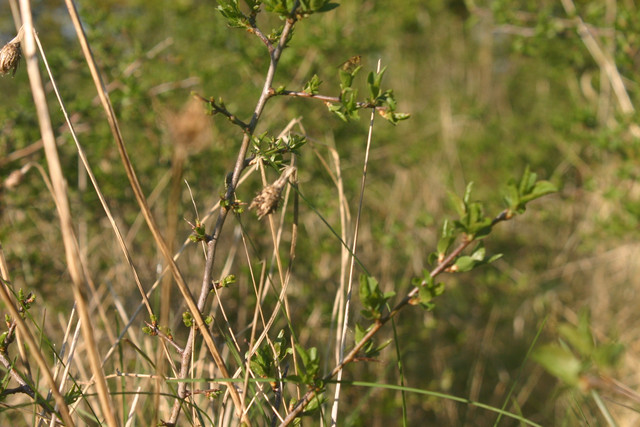 IMG-0336