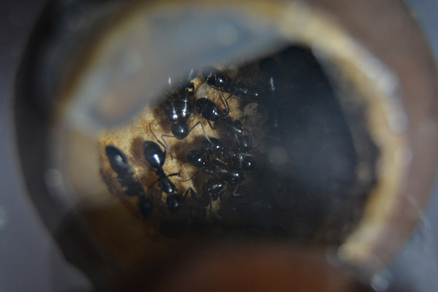 Colobopsis