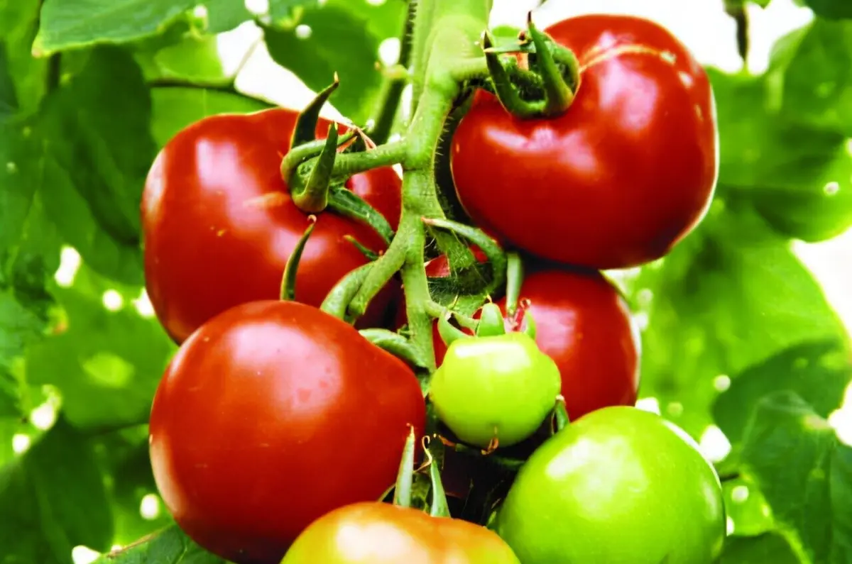 Cercetarea dezvăluie cum tomatele rezistă la căldură extremă