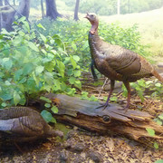 Wild Turkey
