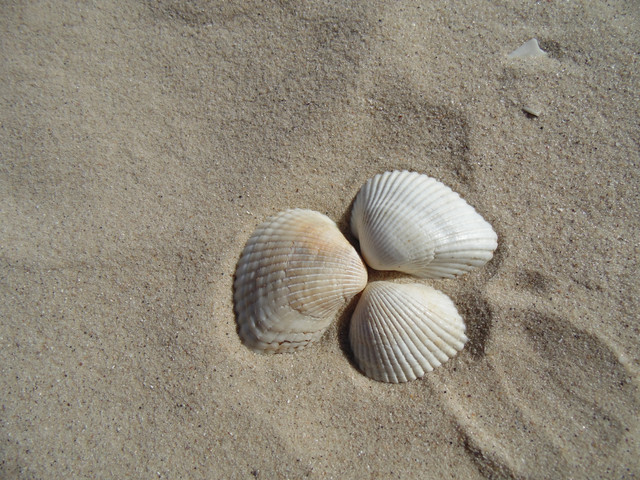 DSC00013