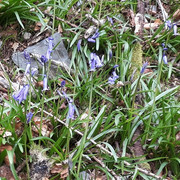 121a-Early-Bluebells