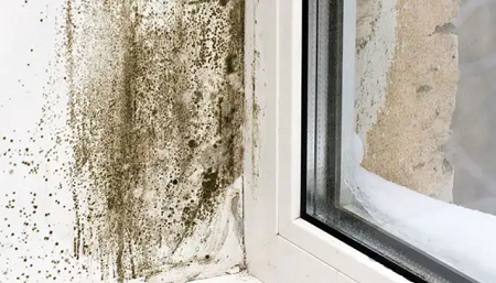 Mold Removal Mississauga Mold-Removal-Mississauga