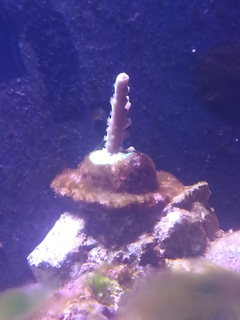 dig