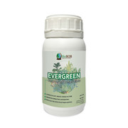 Evergreen-6