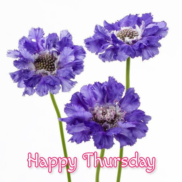 thursday-40