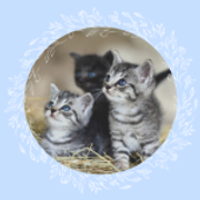 kittens
