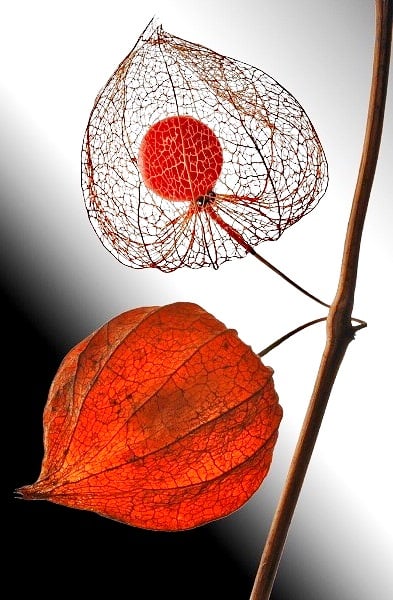 Чайная беседка