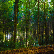 20231011-Alpine-Pixels-1