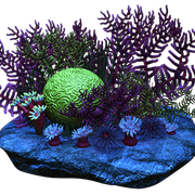 Coral01