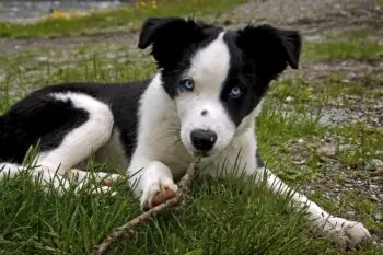 Bringing Home a Border Collie Puppy? Here's What You Need