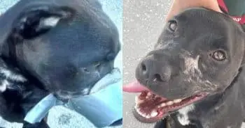 Dog Found With Duct Tape Around Snout Improves After Ordeal