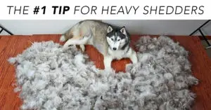 Daily Shedding? A Missing Nutrient May Be Behind Your Dog’s Fur Flood