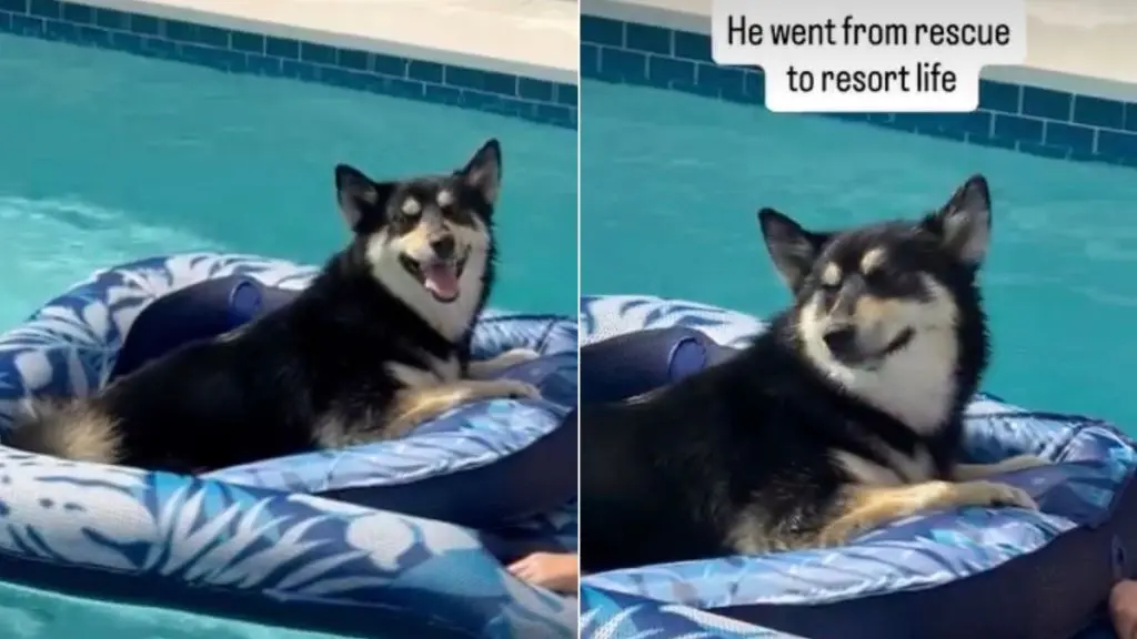 Rescue Dog Enjoys Luxury Life, Sunbathing in Pool