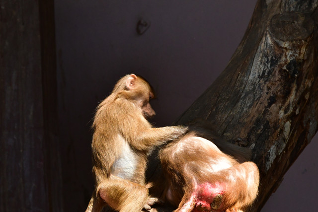 Hamadryas baboons at Copenhagen Zoo
