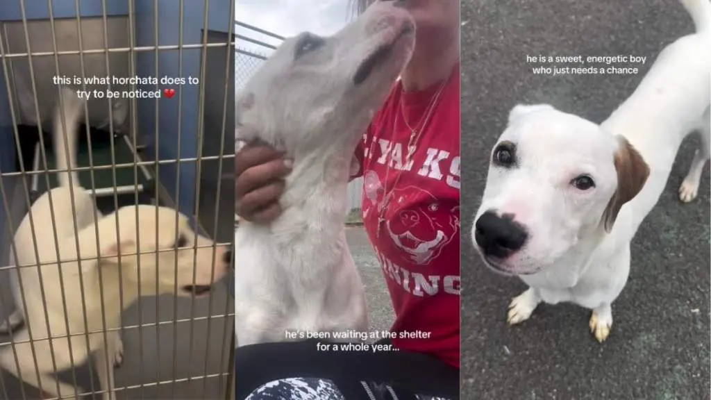 A Lonely Shelter Dog’s Creative Quest for a Forever Home