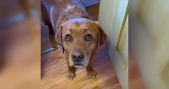 Leo: The Unexpected Service Dog Success