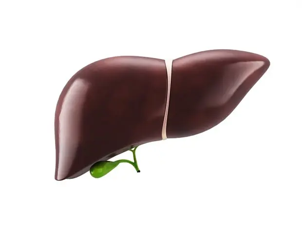 Prebiotic Fiber Supplement Improves Liver Health