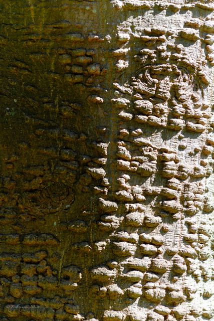 DSF5778.jpg