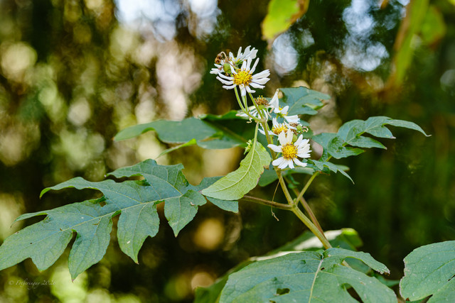 DSF5780.jpg