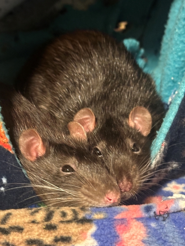 Peeka and Boo cuddle