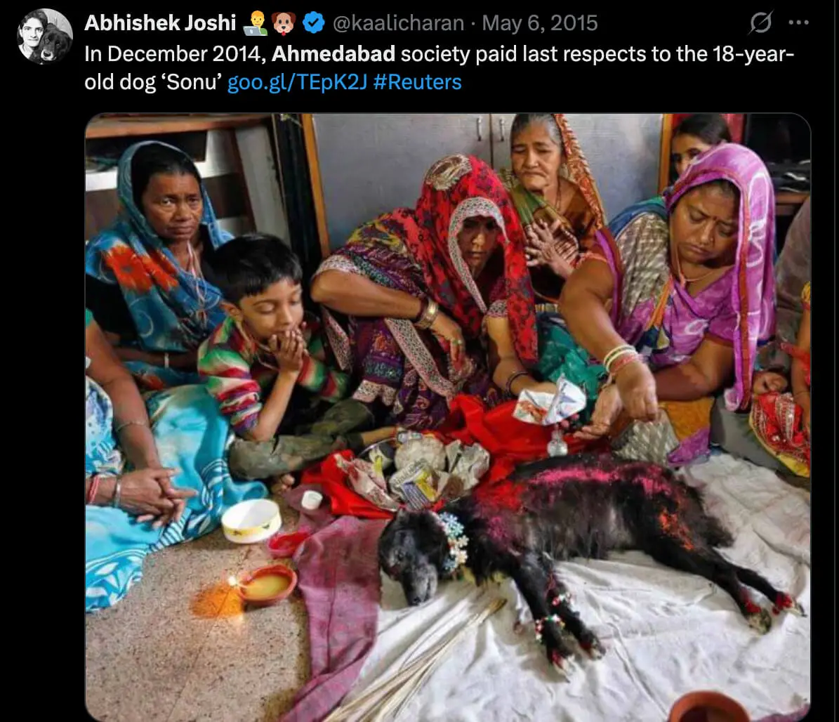 Dog Adoption in Ahmedabad Made Easy