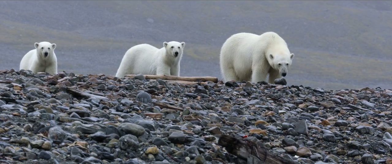 Polar Bear Screenshot