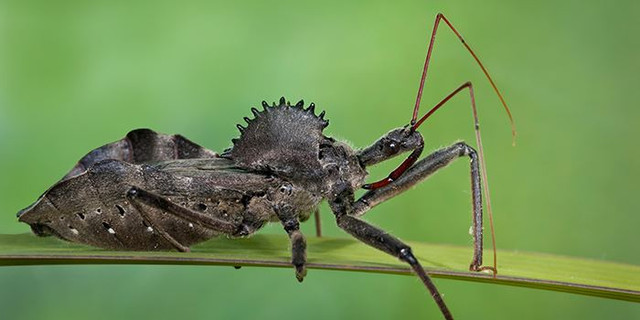 wheelbug-4