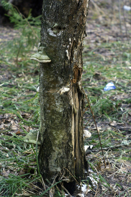 DSC8409.jpg