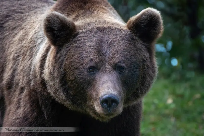 Ce faci când vezi un urs în sălbăticie sau în oraș?
