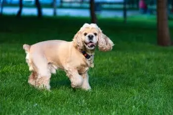 Protecting Your Cocker Spaniel From Parasites: A Comprehensive Guide
