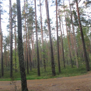 IMG-0121