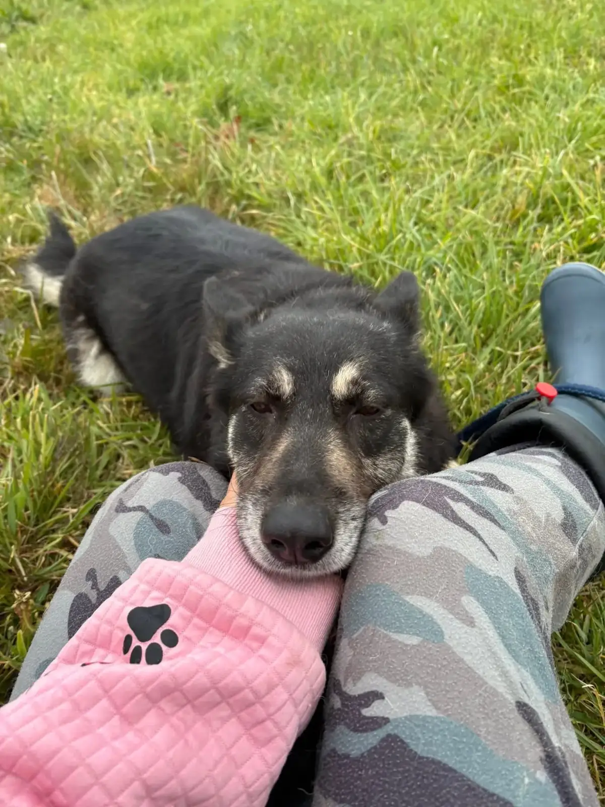 Megan, Lovable Six-Year-Old Crossbreed Seeks Forever Home