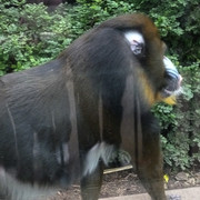 Mandril